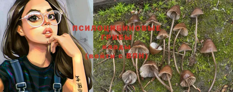 хочу   Валуйки  Галлюциногенные грибы Magic Shrooms 